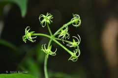 Blachia umbellata